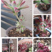 ハムシーの画像