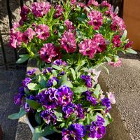 フィオリーナ,ミルフル・アンティークフリル,ビオラ ミルフル,フィオリーナ　オーロラ,メゾンドビオラ　ゴシックロリータの画像