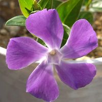 ツルニチニチソウ,ベランダの画像