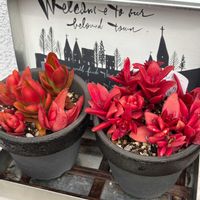 火祭り,紅葉祭り,多肉植物,クラッスラ属,ナコリ！アンティークの画像