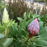 プロテア,パークスガーデンの画像
