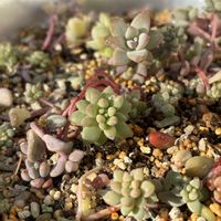 癒し,多肉植物のある暮らし,葉挿しっ子,GSのみなさんに感謝♡,観葉植物のある暮らしの画像