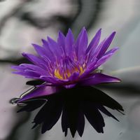 睡蓮,熱帯スイレン,熱帯スイレン,散歩,温室の画像