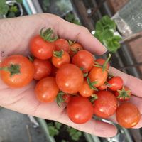 ミニトマト,ミニトマト,ミニトマト,ミニトマト,ミニトマトの画像