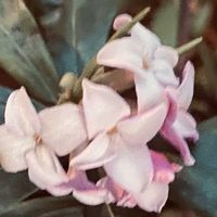 沈丁花,大手毬,ユキヤナギ（雪柳）,お花に癒されて❤️の画像