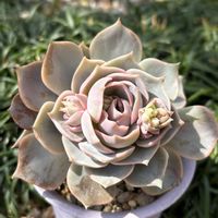 ゴーラム,ゴーラム,エケベリア,エケベリア,ロータスの画像