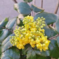 ヒイラギナンテン,Japanische Mahonieの画像