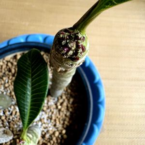 プリメリア,グリーンのある暮らし,和室の画像