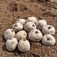 ジャガイモ,ジャガイモ,ジャガイモ,男爵ジャガイモ,黒マルチの畝の画像