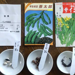 菜心,パンダ菜豆,プランター野菜,種まき,プランター菜園の画像