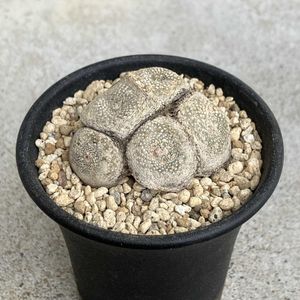 サボテン,松露玉,松露玉,珍奇植物,ビザールプランツの画像