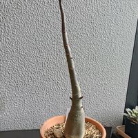 アデニウム,アデニウム・ソコトラナム,実生苗,アデニウム属,みしょり隊の画像