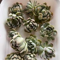 多肉,エケベリア,花月夜,多肉植物,葉挿しの画像