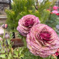 エニシダ,ローズマリー,斑入りユキヤナギ,花のある暮らし,ラナンキュラストワイライトレディの画像