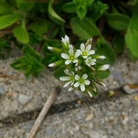 スノーフレーク,ツバキ,ムラサキカタバミ,オランダミミナグサ,アーマンディ（クレマチス）の画像