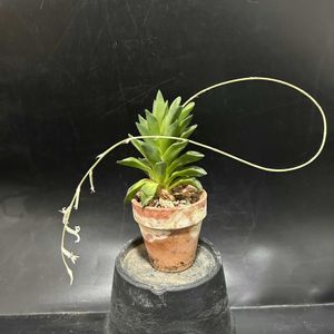 多肉植物,観葉植物,ハオルチア属,珍奇植物,ビザールプランツの画像