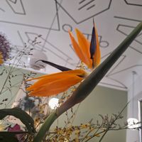 ストレリチアの画像