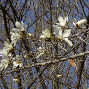 コブシ,季節を楽しむ,植栽,在来種,昭和記念公園　こもれびの丘の画像