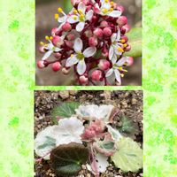 ユキノシタ,スキミア,春の訪れ,GSのみなさんに感謝♡,今日のお花の画像