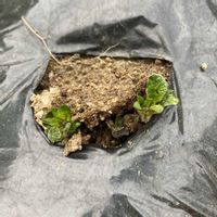 ジャガイモ,メイクイーン,家庭菜園の画像