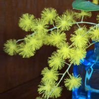 ミモザ,黄色い花の画像