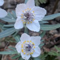 セツブンソウ,可愛い, 森の妖精,小花会の画像