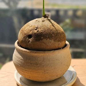 ステファニア・エレクタ,塊根植物,珍奇植物,冬越し,植物大好きの画像