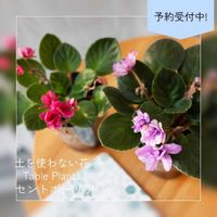 セントポーリア,Greensnap,花のある生活,GreenSnapSTORE,テーブルプランツの画像