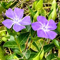 ツルニチニチソウ,散歩道で出会った植物,通り道の小川の向こう岸にの画像