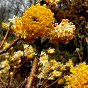 ミツマタ,タイリンミツマタ,常緑低木,植栽,今日のお花の画像