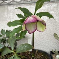 苔テラリウム, クリスマスローズ,ベランダの画像