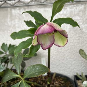 苔テラリウム, クリスマスローズ,ベランダの画像