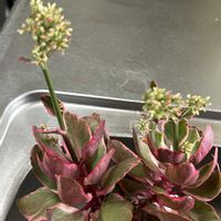 カランコエの花,ハオルチア,ハオルチア,カランコエ・ポエール,ゴマすり器の画像