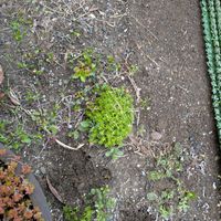 モリムラマンネングサの画像