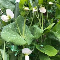 えんどう豆,ありがとう❤️,キュンキュン乙女倶楽部,世界平和,みんなが健康に〜〜♡の画像