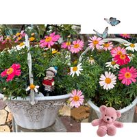 スイートアリッサム ,スイートアリッサム ,ビオラ,ビオラ,八重咲き水仙の画像