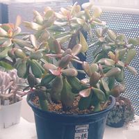 金のなる木,ダドレア ブリトニー,パニクラータ　マクラータ　キロガの画像