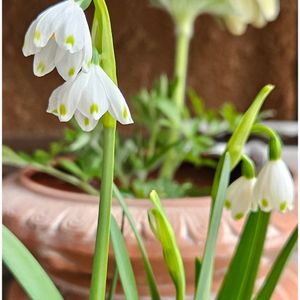 オキナグサ,クリスマスローズ,スノーフレーク,スノーフレーク,八重咲きクリスマスローズの画像