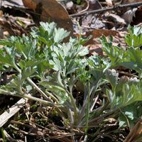 ヨモギ,ヨモギのぼた餅,野草,薬草,❤️いいね、ありがとうの画像