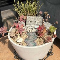 春萌,星の王子,秋麗,若緑,ティンカーベルの画像