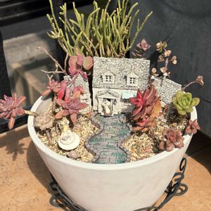 春萌,星の王子,秋麗,若緑,ティンカーベルの画像