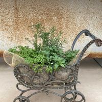 オレガノ,ローズマリー,ジャーマンカモミール,チャービル,寄せ植えの画像