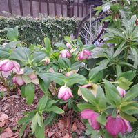 クリスマスローズ,ジャガイモ,ラナンキュラス　ラックスの画像