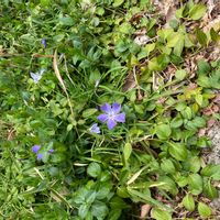 ツルニチニチソウの画像