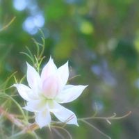 セルリア,セルリア,セルリア ブラッシングブライド,セルリア ブラッシングブライド,庭の花の画像