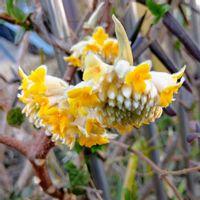 イキシア,イキシア,ミツマタ,ミツマタ,ミツマタの画像