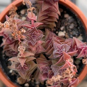 茜の塔,多肉植物,珍奇植物,my succulent,美しい...の画像