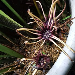 かわいい,熱帯植物,色あざやか,珍奇植物,観葉植物がスキの画像