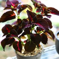 コリウス,鉢植え,室内の画像