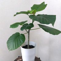 ウンベラータ,フィカス　ウンベラータ,カインズの画像